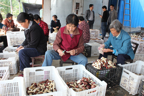 汉阴:引入大球盖菇种植喜获丰收
