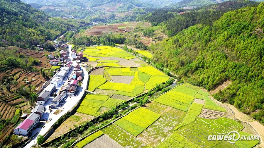 西部网讯(通讯员 许兵)阳春三月,位于秦巴腹地的安康市石泉县中池镇