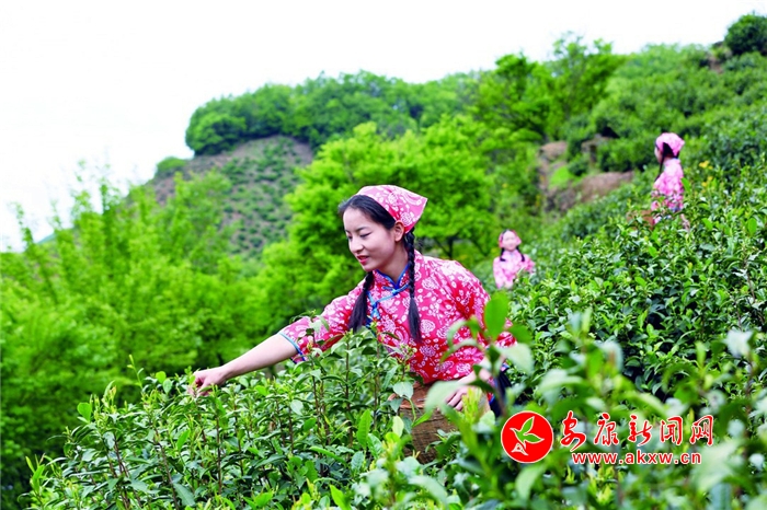 采茶姑娘锦绣茶乡——"中国硒谷·生态安康·最美茶园