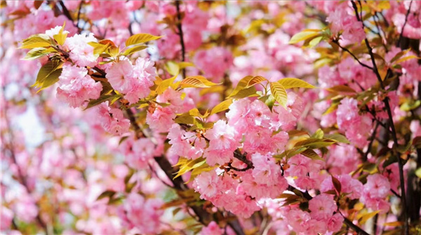 汉阴：春日公园樱花浪漫盛放