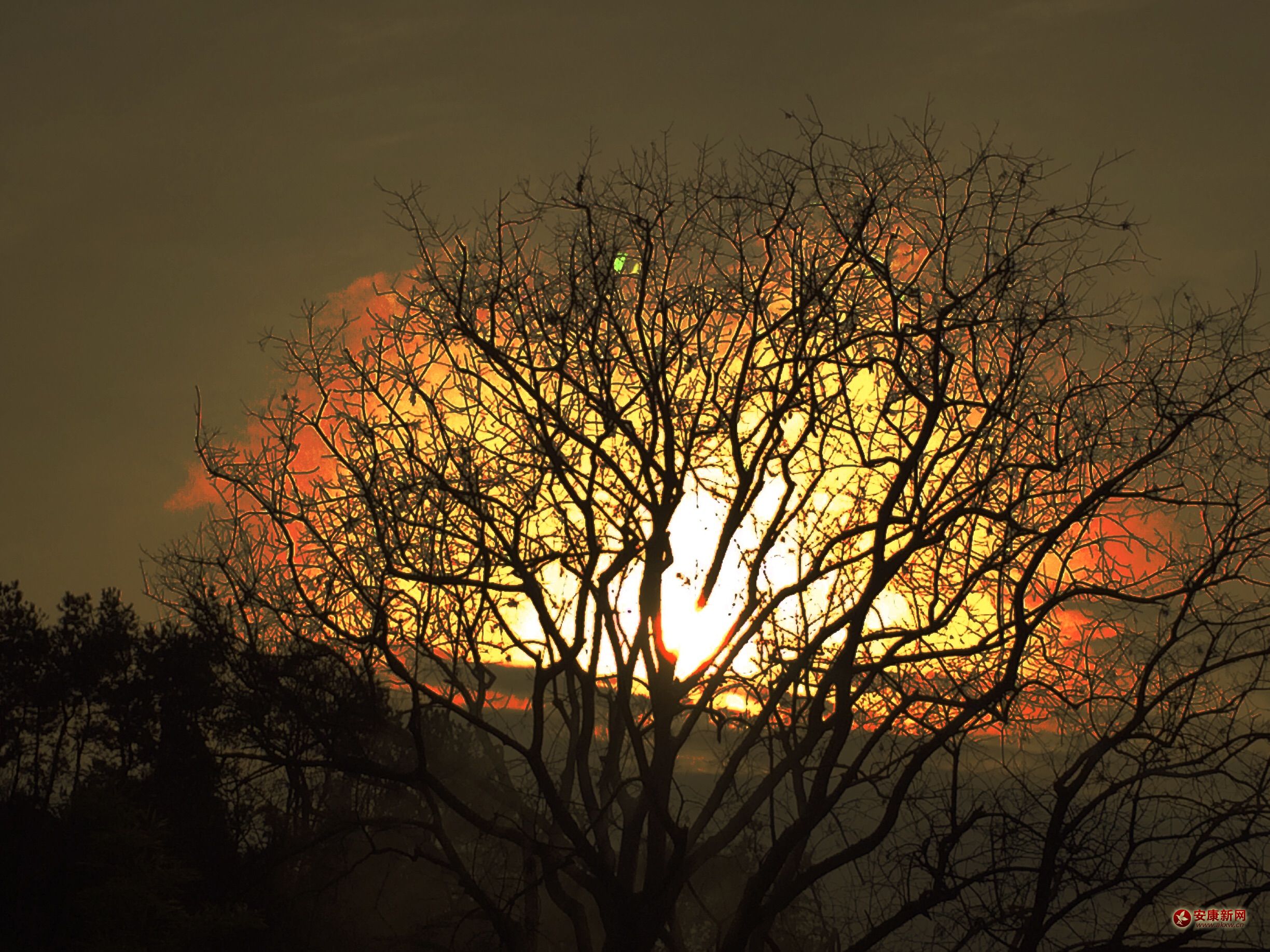 千年古树携夕阳