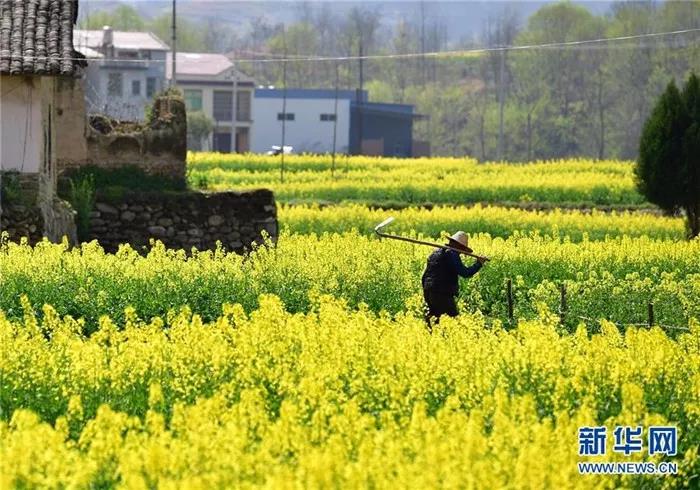 3月22日,在汉阴县涧池镇沙坝村,一位农夫在田间行走.